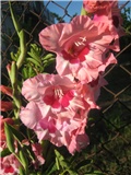 Gladiola