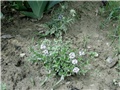 scabiosa japonica