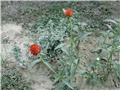crvena gomphrena