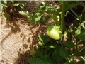 rajčica plod kolci