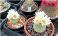 strombocactus disciformis