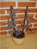 Setkrezija purpurea