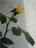 žuta ruža landora