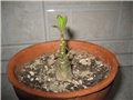 Adenium 