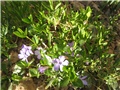 Zimzelen (Vinca minor)