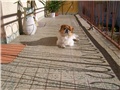 Oscar