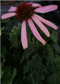 Echinacea2