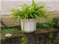 Chlorophytum