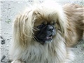 Đurđa6