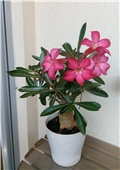 adenium