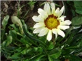 gazanija