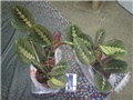 maranta