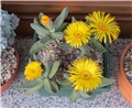 Pleiospilos compactus fergusoniae