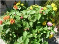 lantana