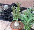 adenium socotranum