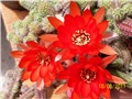Kaktus chamaecereus silvestrii