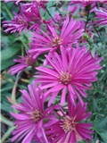 Aster