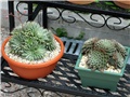 graptopetalum filiferum