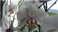 phaleonopsis