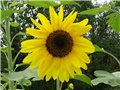 Suncokret