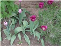 tulipani