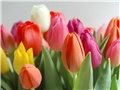 Tulipan