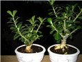 adenium
