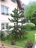 Araucaria araucana