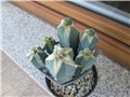myrtillocactus geometrizans - astrophytum hybrids 