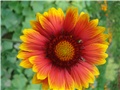 Gaillardia