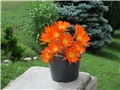 Rebutia heliosa