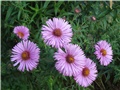 Aster