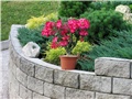 Adenium obesum Anouk