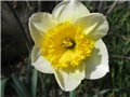 Narcissus 