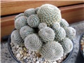 Rebutia heliosa condorensis