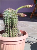 kaktus-pupovi (Echinopsis oxygena)