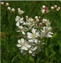 Filipendula hexapetala 5