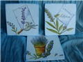 Lavanda 1