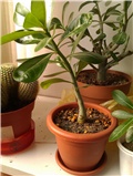 Adenium
