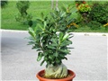 Adenium obesum