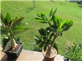 Pachypodium baronii windsorii 