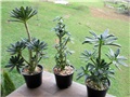 Dorstenia gigas