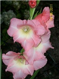 Gladiole