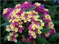 lantana