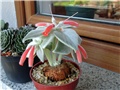 sinningia leucotricha