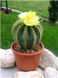 Parodia magnifica - Notocactus magnificus