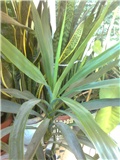 Yucca