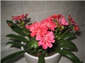 Lewisia
