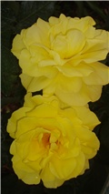žute ruže
