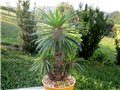 Pachypodium lamerei